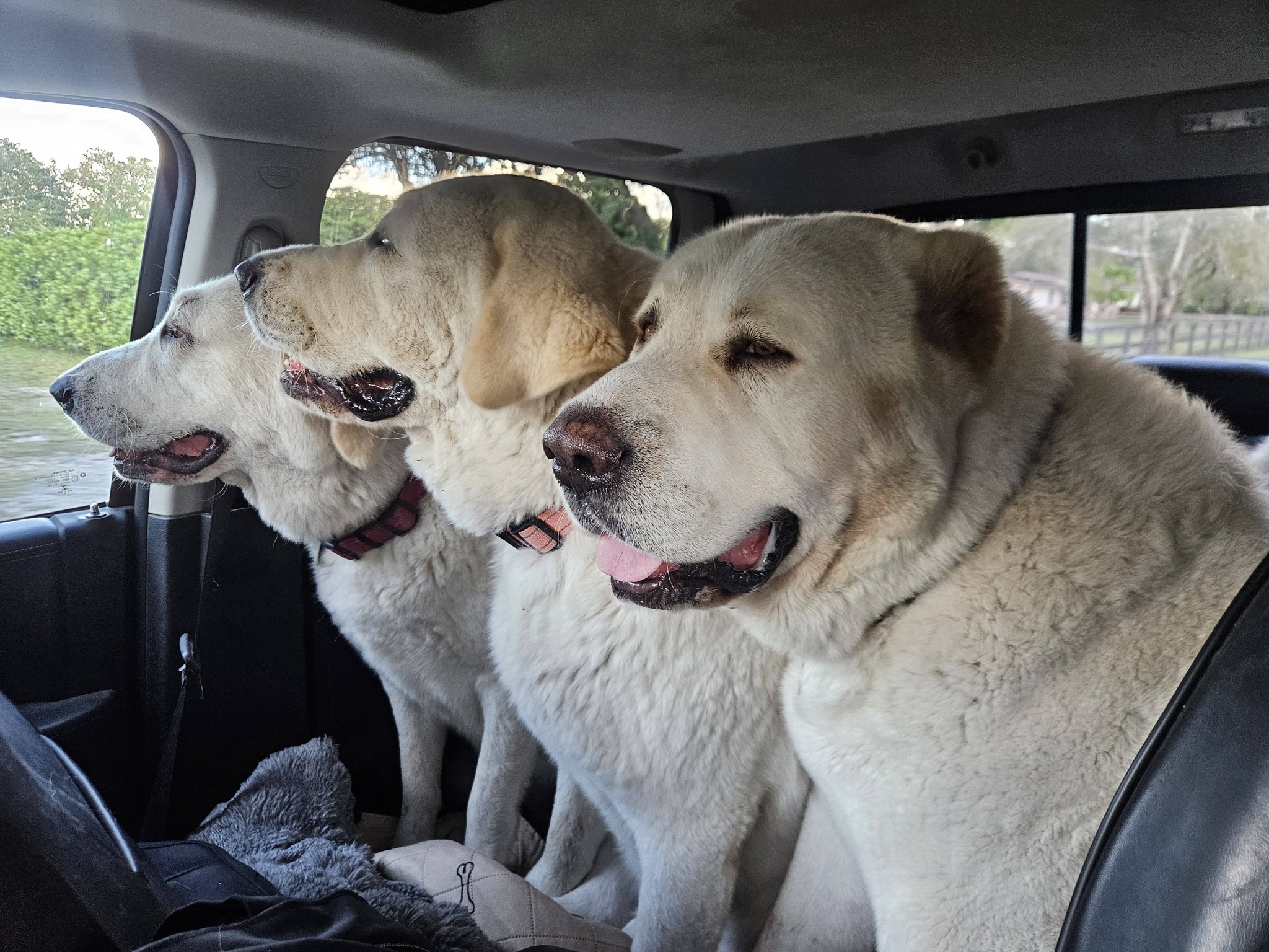 Three Alabais traveling together