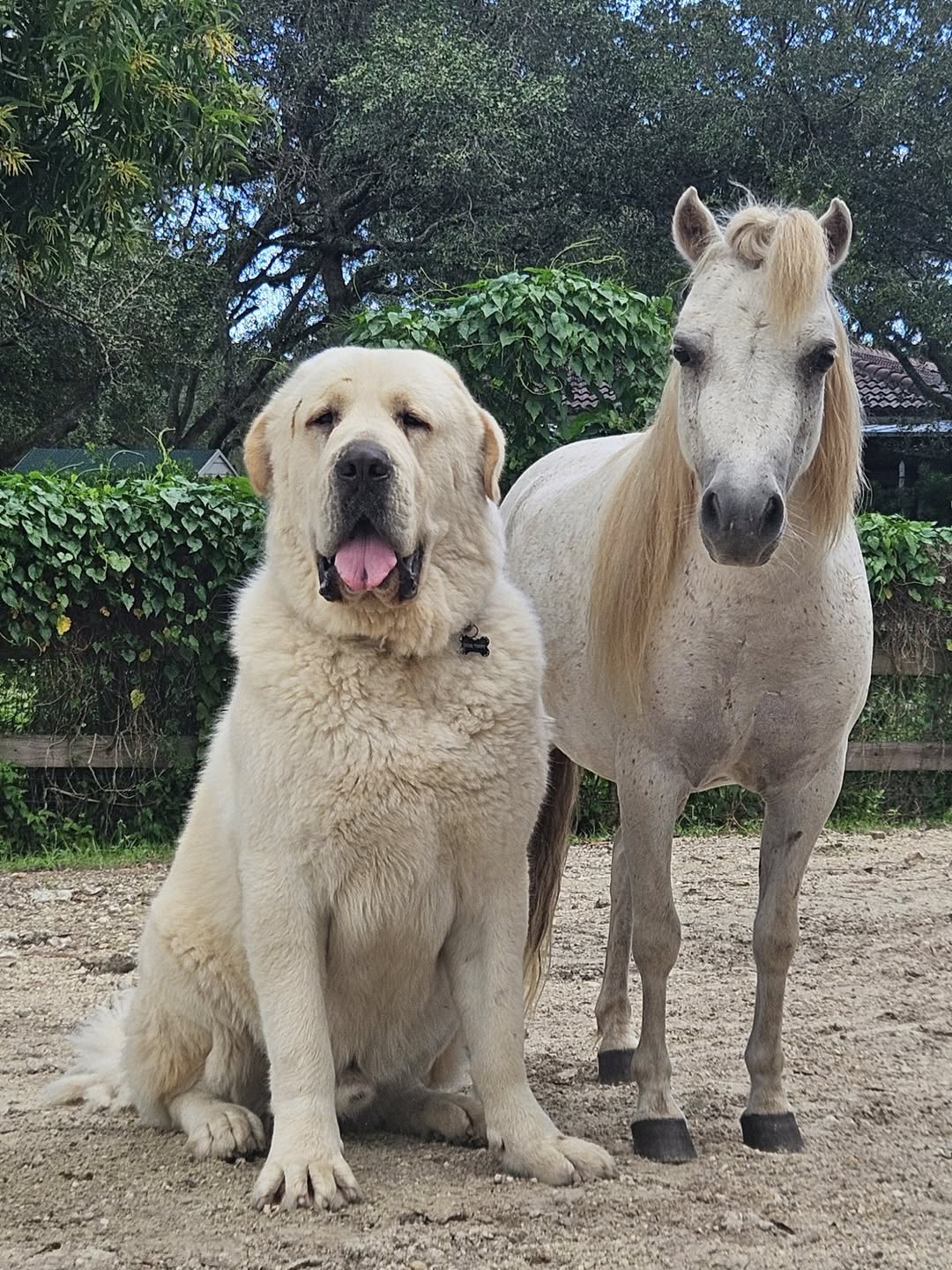 Alabai with white pony