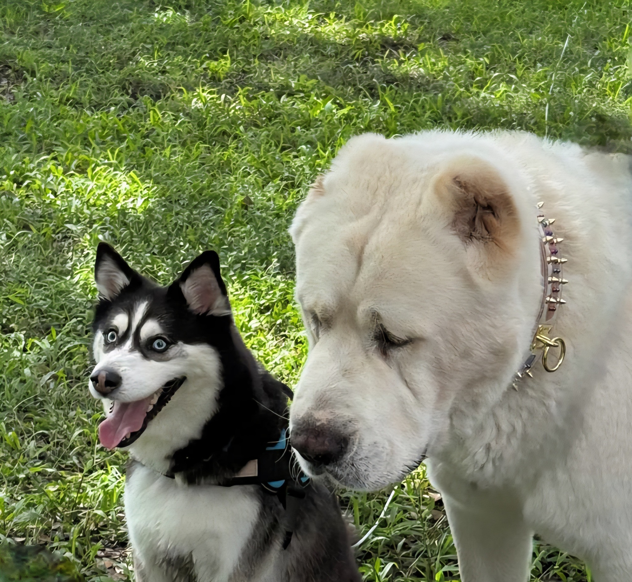 Alabai and Siberian Husky together