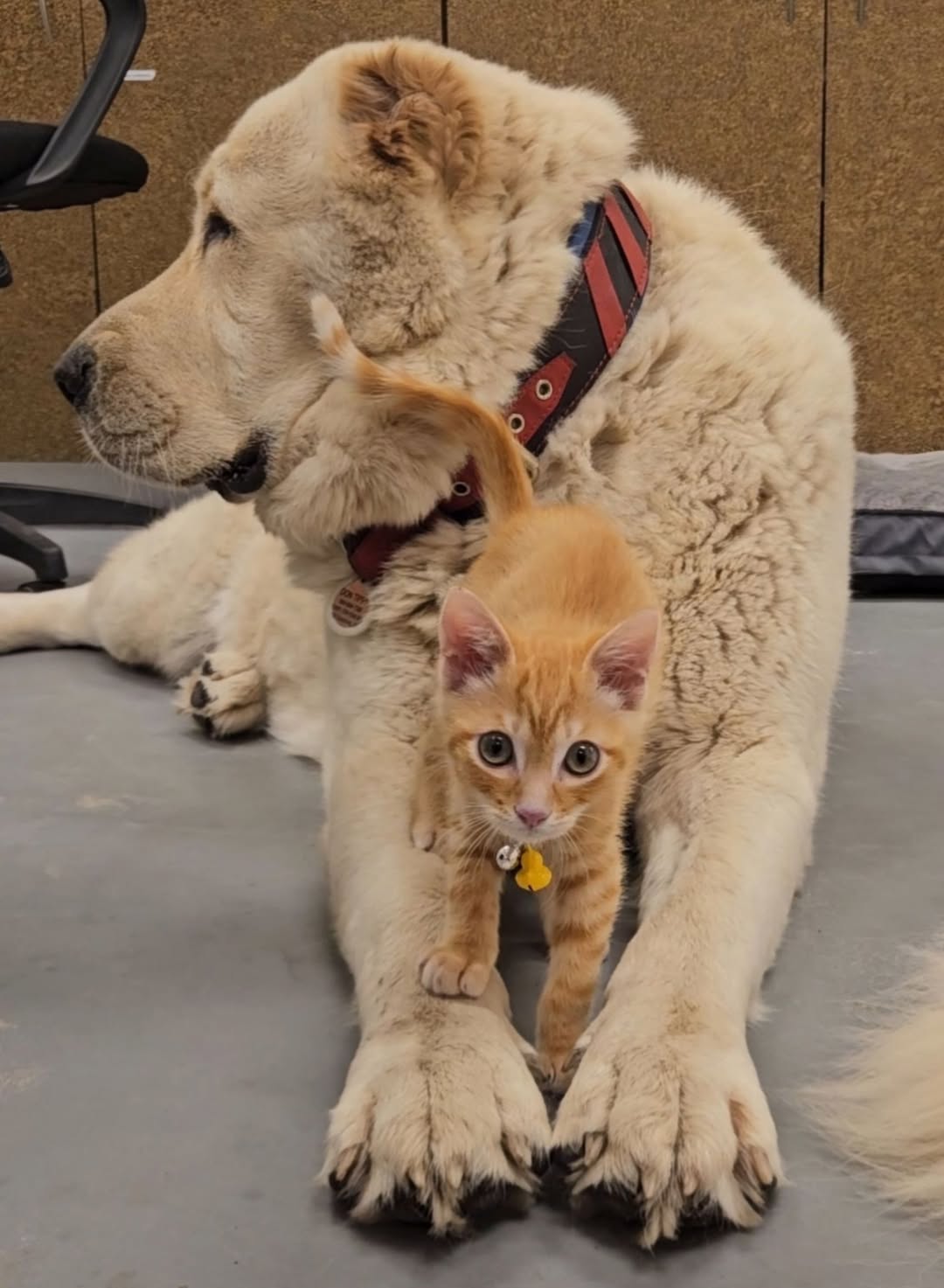 Alabai gently with orange kitten