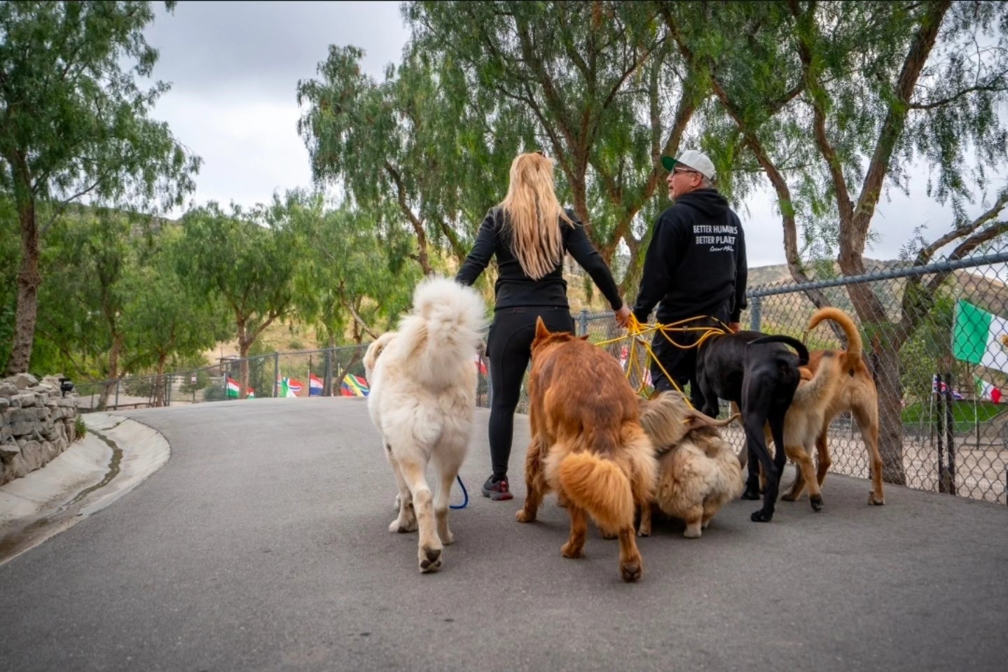 Group pack walk with handler and multiple Alabai dogs