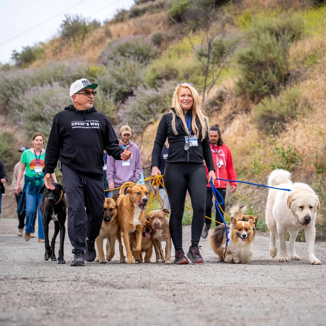Pack walk with Alabai dogs in a structured training setting