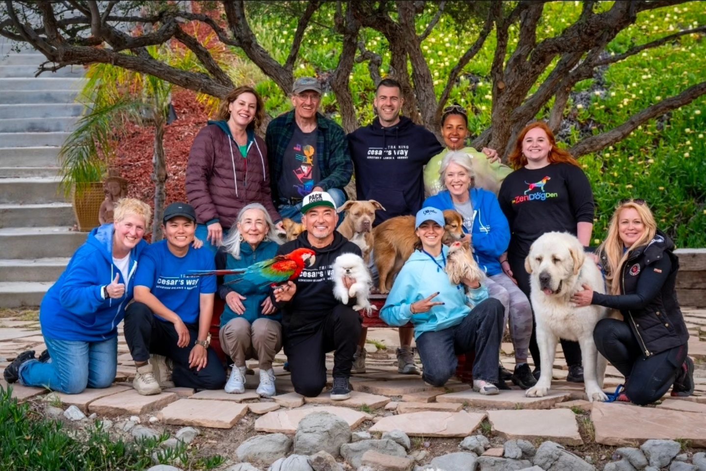 Group photo from a professional training session with Alabai dogs
