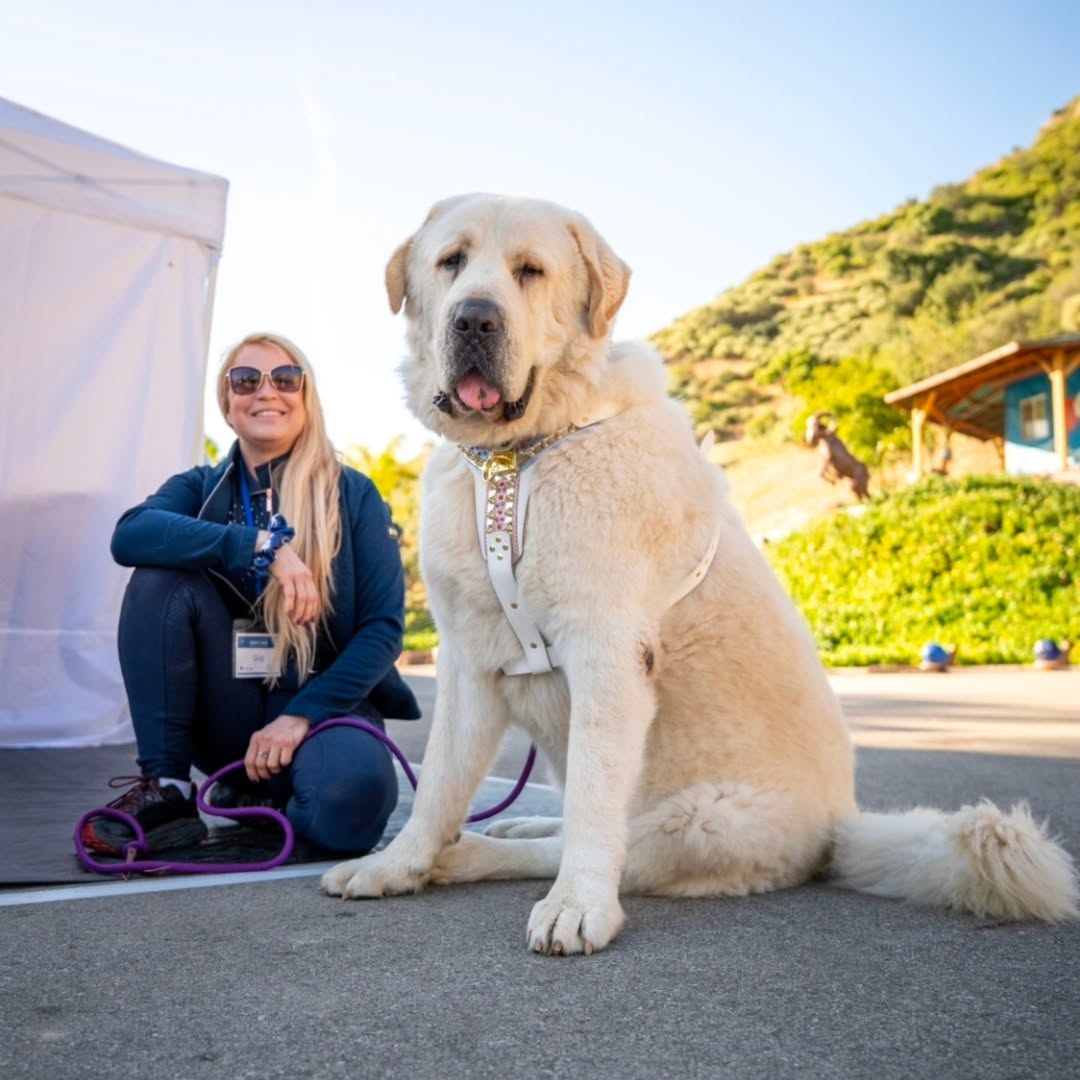 Alabai in white working harness with handler