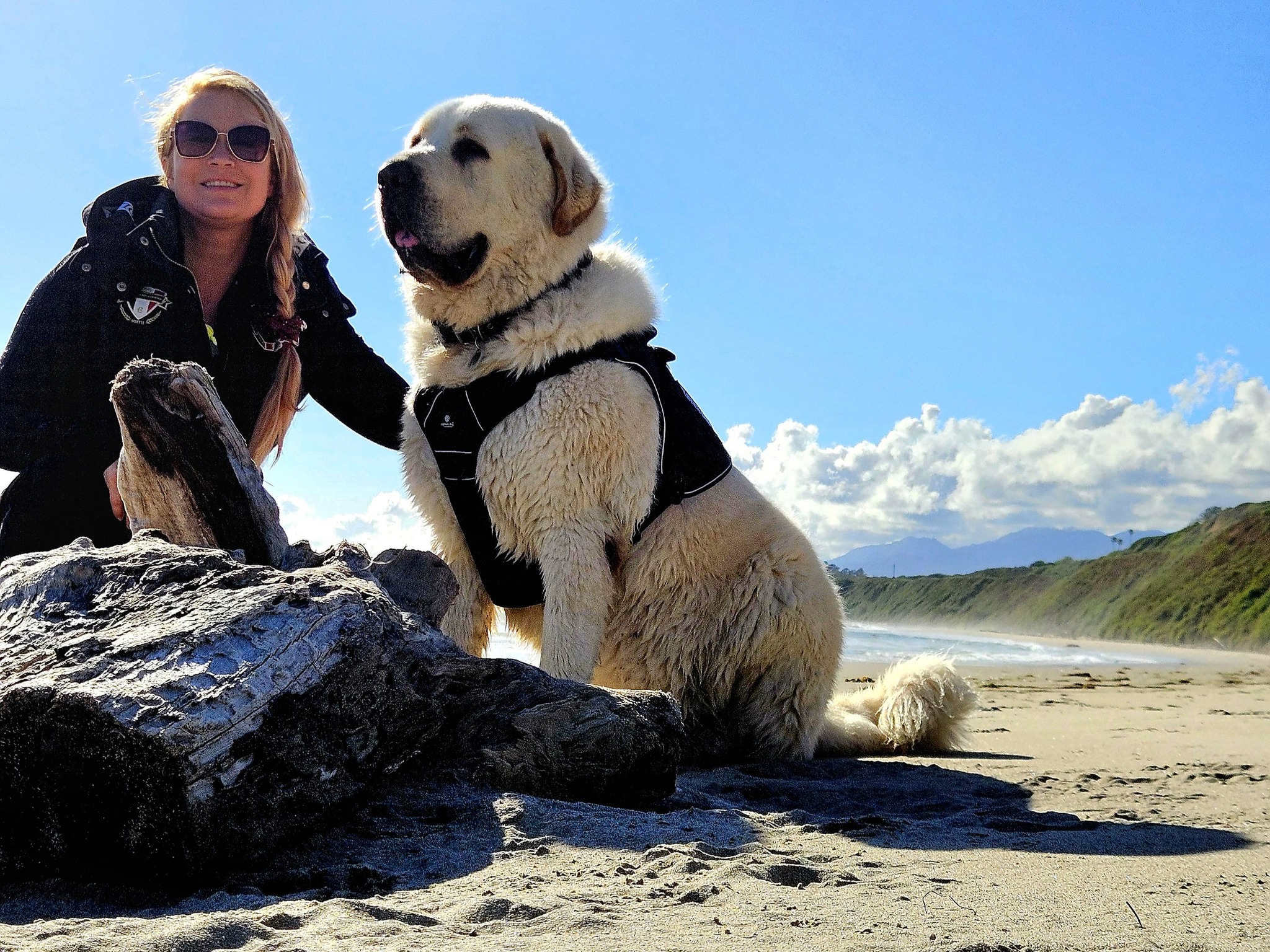 Healthy adult Alabai Six dog outdoors on the beach