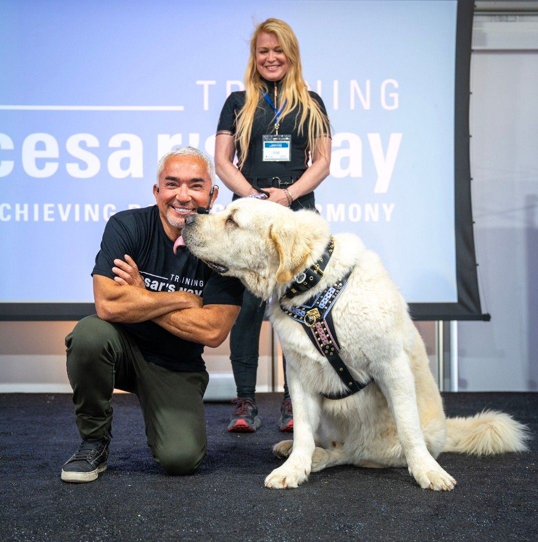 Adult Alabai dog showing calm working temperament with a handler