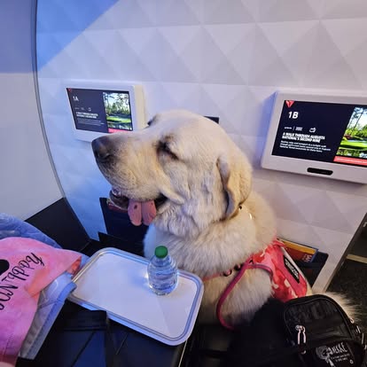 Alabai Six dog traveling with food tray, calm and managed