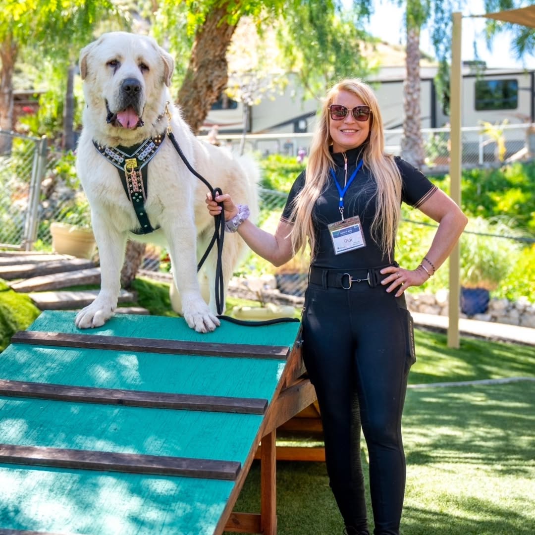 Alabai Six dog on training agility ramp with handler